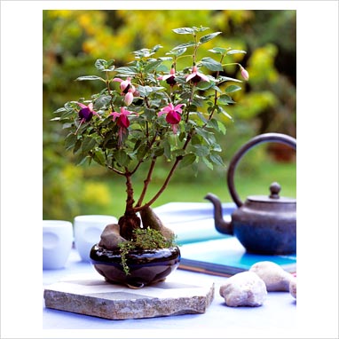 4 Essential Bonsai Care Tips for Beginners